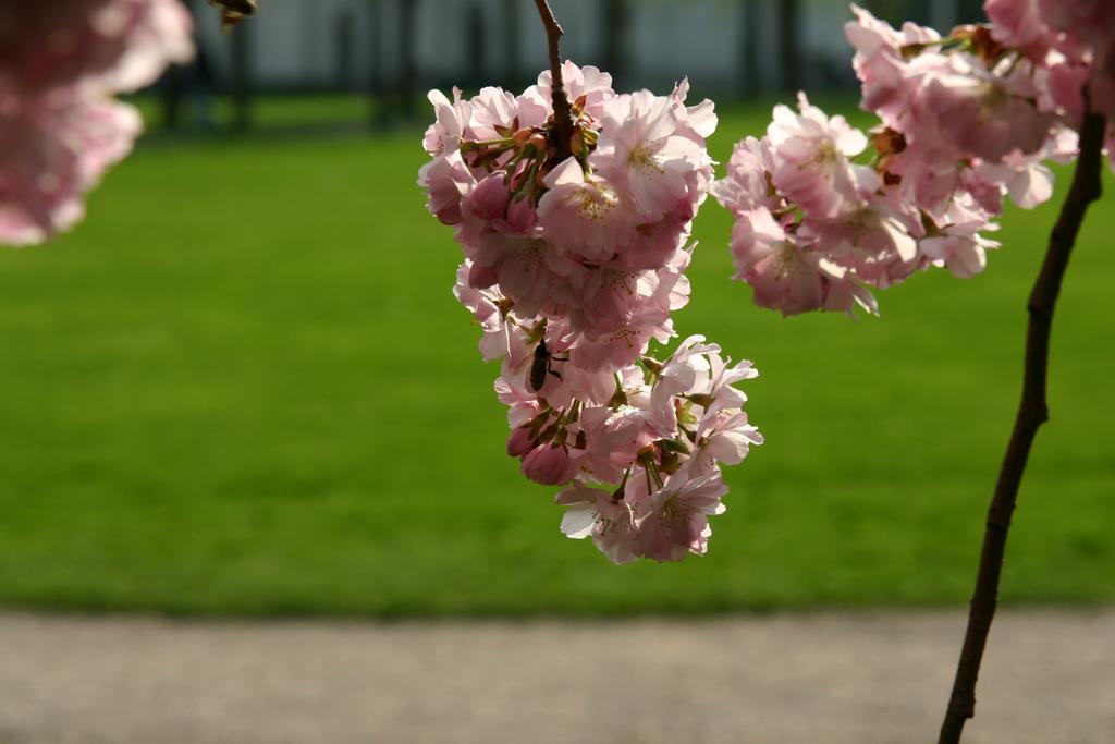 Apparthaus Pfeifer Baden-Baden Zewnętrze zdjęcie